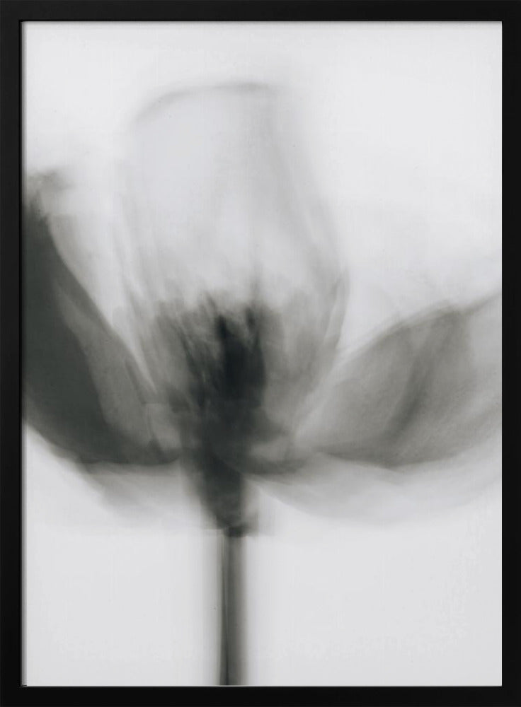 Art mural Tulipe monochrome