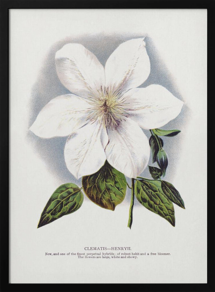 Lithographie murale fleur de clématite
