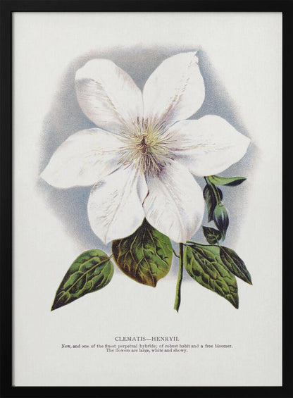 Lithographie murale fleur de clématite