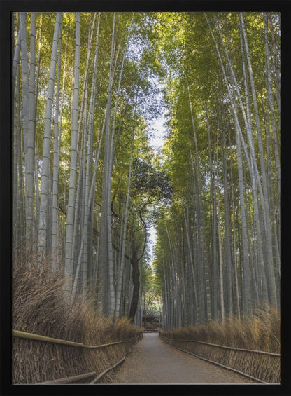 Art mural Forêt de bambous majestueuse d'Arashiyama