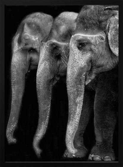 Art mural Le plus grand chef-d’œuvre de la nature, un éléphant ; la seule grande chose inoffensive…