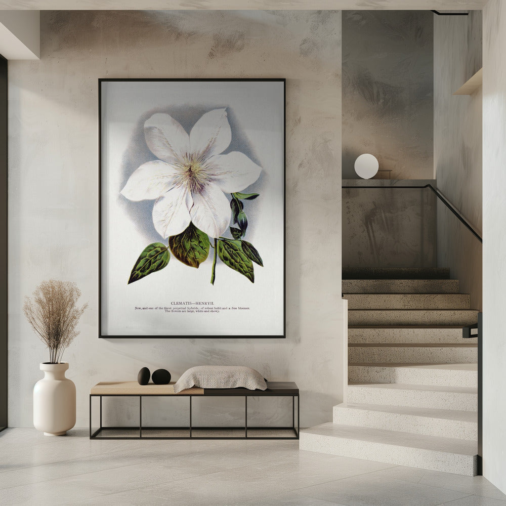 Lithographie murale fleur de clématite