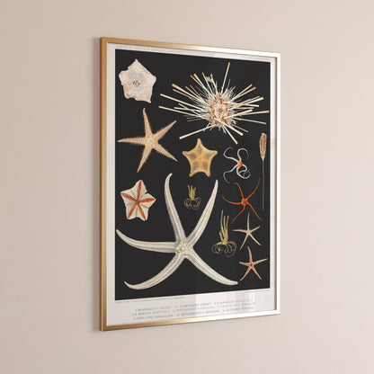 Starfish Print: Vintage Marine Life Sketch Art (Handframed or Unframed)