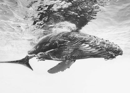 Humpback whale calf