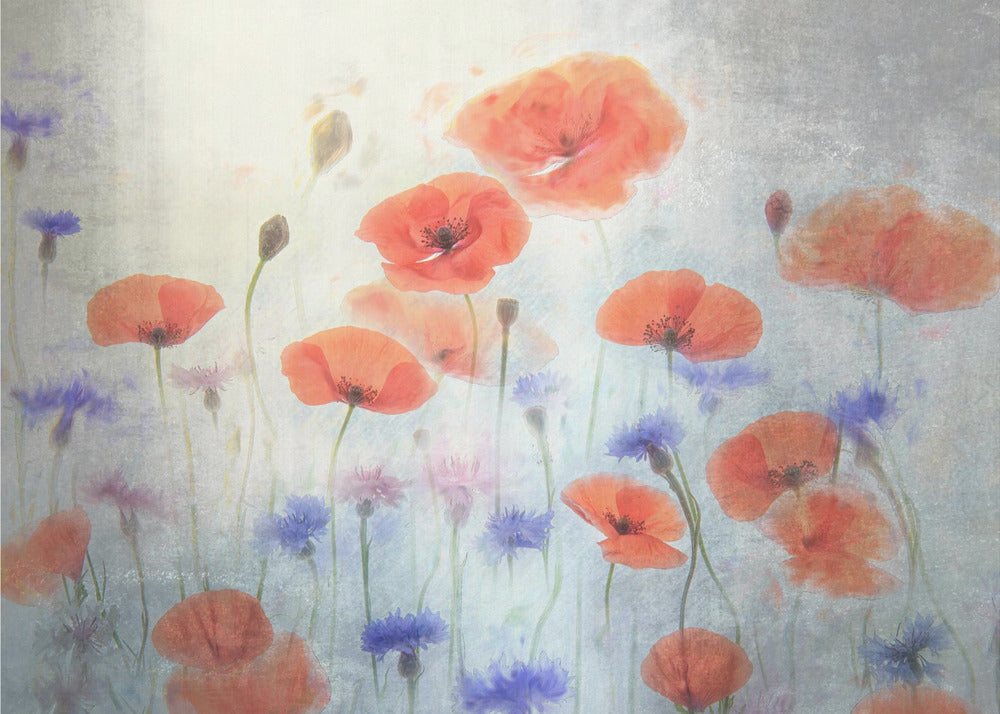 Décoration murale Coquelicot