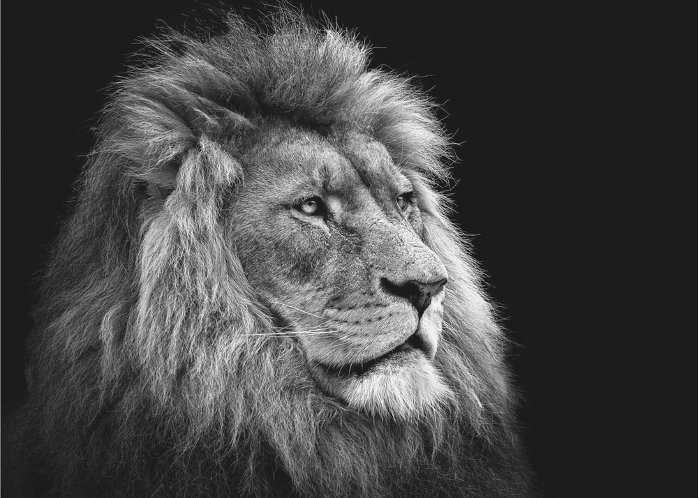 Black and White Lion in Side Profile Canvas Wall Art