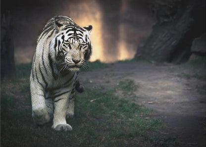 White Tiger Walking through a Dark Landscape Canvas Wall Art | White walker