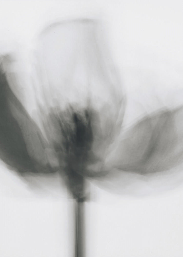 Art mural Tulipe monochrome