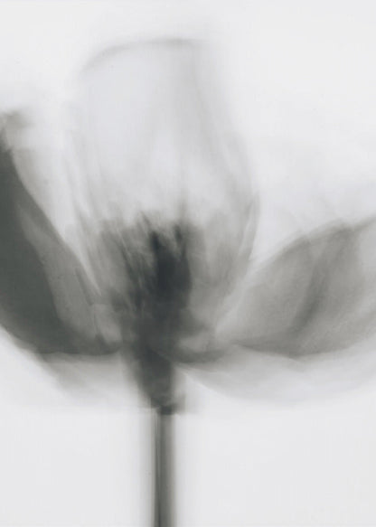 Art mural Tulipe monochrome