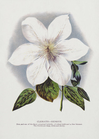 Lithographie murale fleur de clématite