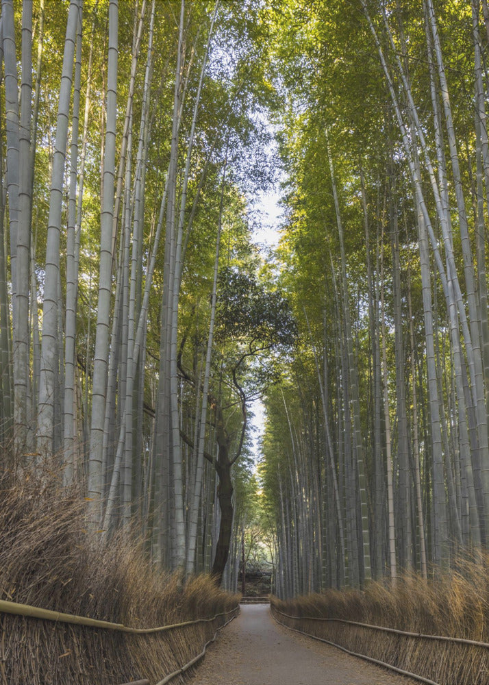 Art mural Forêt de bambous majestueuse d'Arashiyama