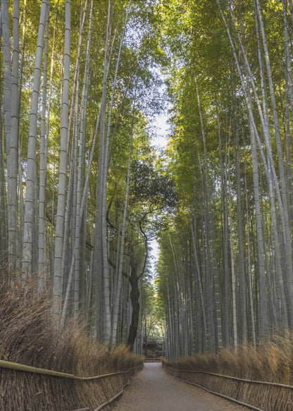 Art mural Forêt de bambous majestueuse d'Arashiyama