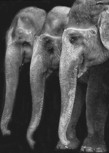 Art mural Le plus grand chef-d’œuvre de la nature, un éléphant ; la seule grande chose inoffensive…